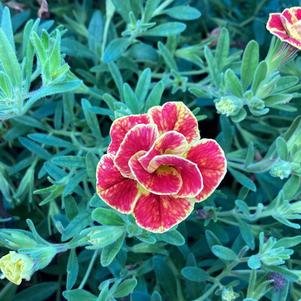 Calibrachoa - Double 'Double Redstone&trade;'