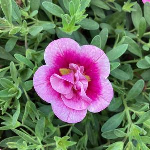 Calibrachoa - Double 'Double Smitten Pink&trade;'