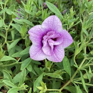 Calibrachoa - Double 'Double Twilight&trade;'