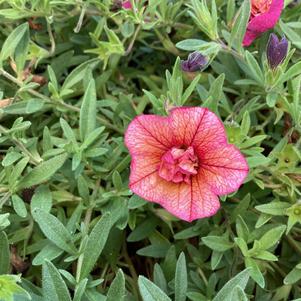 Calibrachoa - Double 'Double Vintage Coral&trade;'
