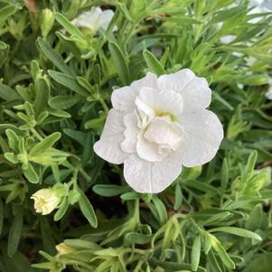 Calibrachoa - Double 'Double White'