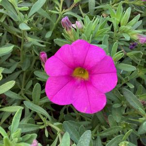 Calibrachoa 'Pink 2024'