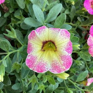 Calibrachoa 'Prism&trade; Pink Lemonade'