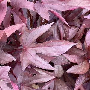 Ipomoea, Sweet Potato 'Red Hawk 2024'