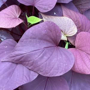 Ipomoea, Sweet Potato 'Mohogany&trade;'