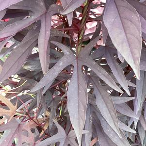 Ipomoea, Sweet Potato 'Black Coffee'
