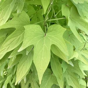 Ipomoea, Sweet Potato 'Key Lime'