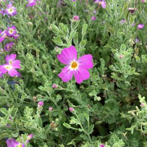 Jamesbrittenia 'Sky'