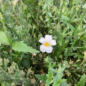 Nemesia 'Coconut 2024'