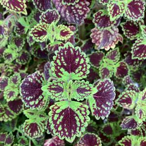 Plectranthus 'Chocolate Drop'
