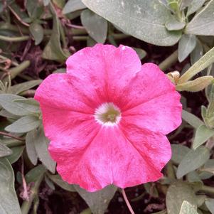 Petunia 'Bermuda Beach&reg; 2024'