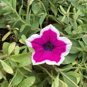 Petunia 'Hoopla&trade; Vivid Orchid&trade;'
