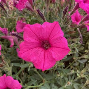 Petunia 'Hot Pink'