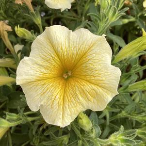 Petunia 'Saffron Finch&trade;'