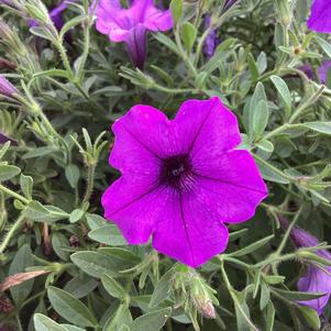 Petunia 'Indigo'