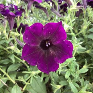 Petunia 'Midnight'
