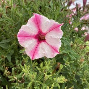 Petunia 'Pink Star'