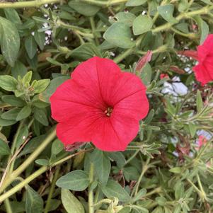Petunia 'Scarlet'