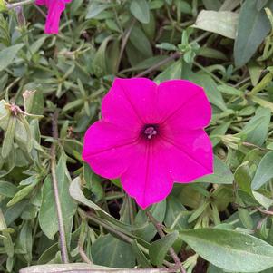 Petunia 'Sweet Sangria'