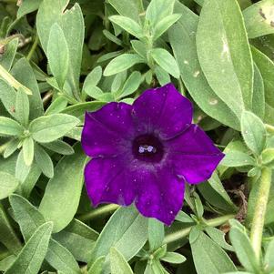 Petunia 'Ultramarine&trade;'