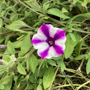 Petunia 'Violet Star'
