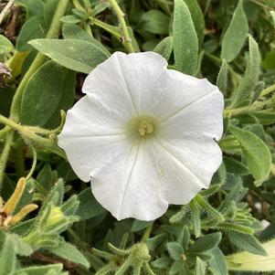 Petunia 'White'