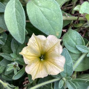 Petunia 'Yellow'