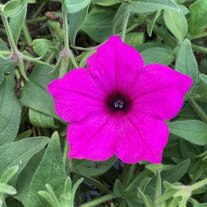 Petunia 'Jazzberry'