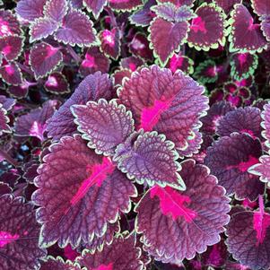 Plectranthus 'Cherry Drop'