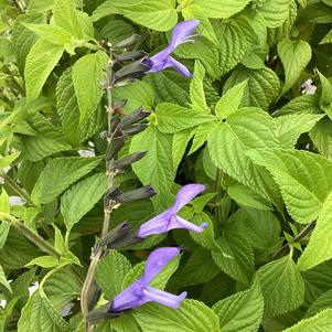 Salvia 'Blue Suede Shoes&trade;'