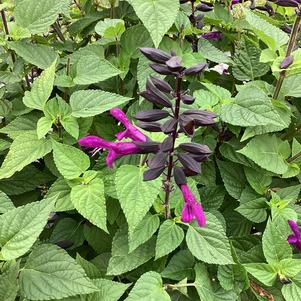 Salvia 'Deep Purple'