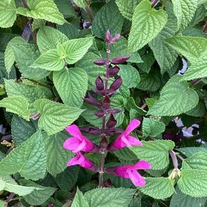 Salvia 'Pink'