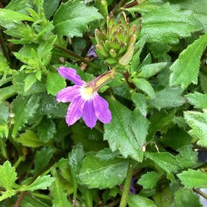 Scaevola 'Blue'