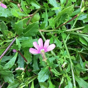 Scaevola 'Pink'