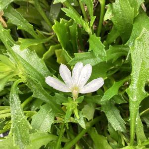 Scaevola 'White'