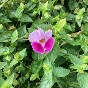 Torenia 'Pink 2024'