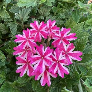 Verbena 'Cherryburst 2024'