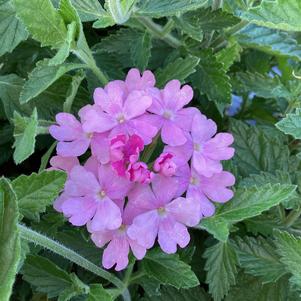 Verbena 'Pink Cashmere&trade;'