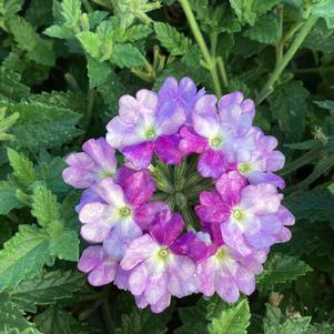 Verbena 'Amethyst'