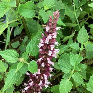 Agastache 'Pink'