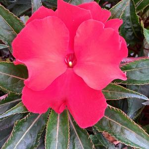 Impatiens - New Guinea 'Cherry'