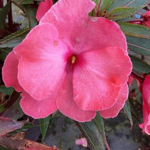 Impatiens - New Guinea 'Coral'