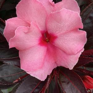 Impatiens - New Guinea 'Beatrice'