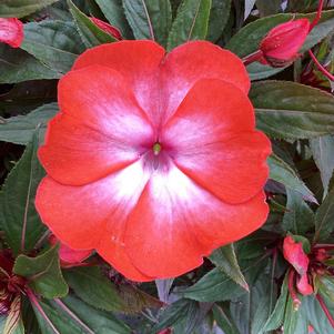 Impatiens - New Guinea 'Orange Splash'