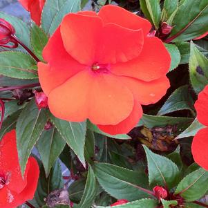 Impatiens - New Guinea 'Orange'