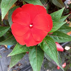 Impatiens - New Guinea 'Red'