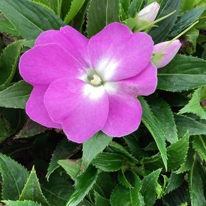 Impatiens - New Guinea 'Light Lavender'