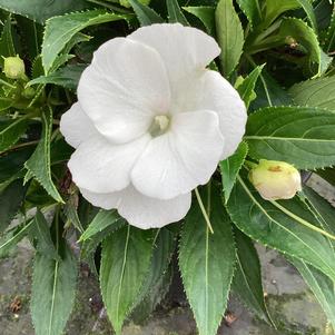 Impatiens - New Guinea 'Cabano White'