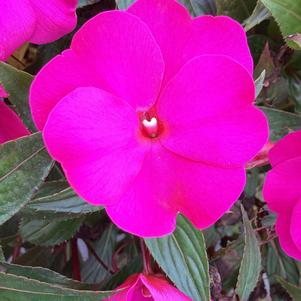 Impatiens - New Guinea 'Violet'