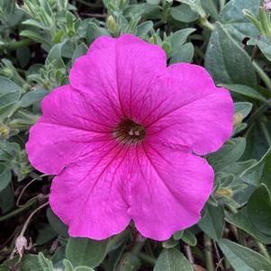 Petunia 'Pink Vein'